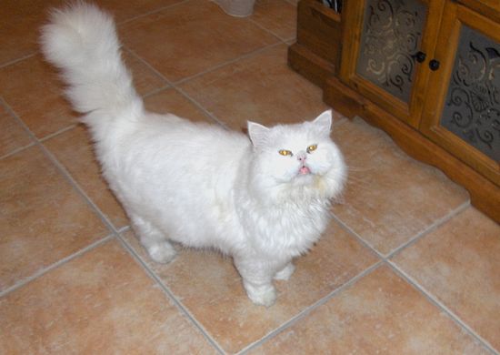 The SPCA would like a new Christmas home for Herbie