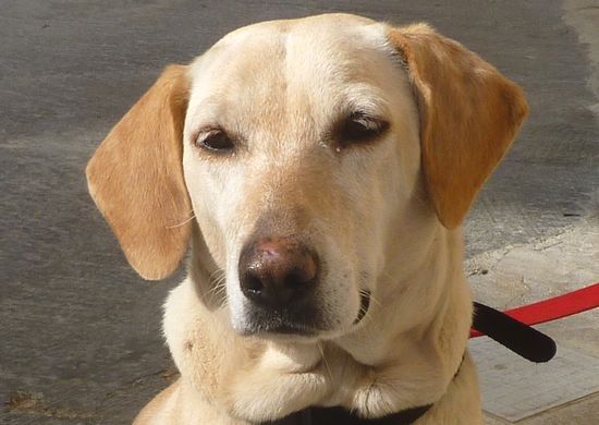 Janey was found after living as a stray in Ghajnsielem