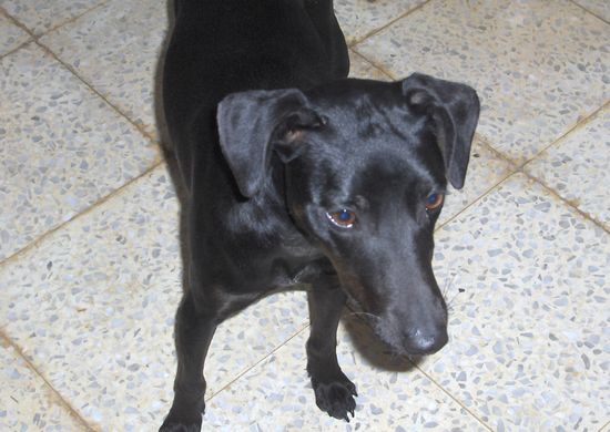 Fenn is a loving young dog who is in need of a home