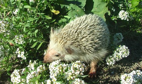 Nature Trust (malta) - Natural History Course