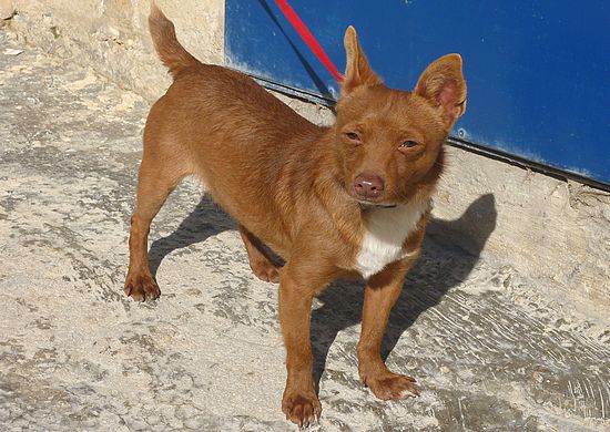 The Gozo SPCA are looking for a loving home for Bruno