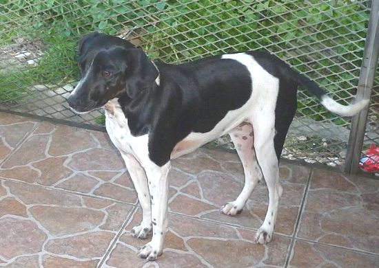 Cilla is a loving gentle dog & deserves a second chance Cilla is a loving gentle dog & deserves a second chance