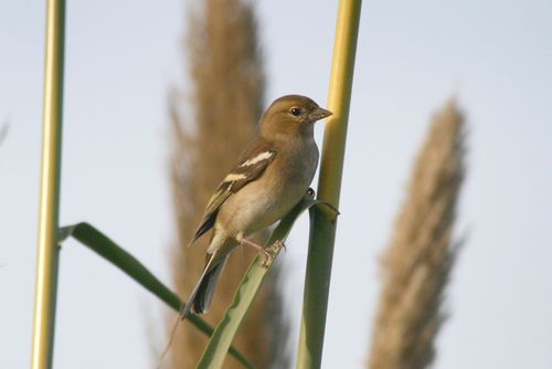 Study shows increase in finch numbers – Birdlife Malta Study shows increase in finch numbers – Birdlife Malta