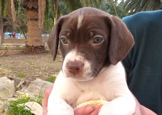 Islay is a lovely Pointer X puppy ready for a new home