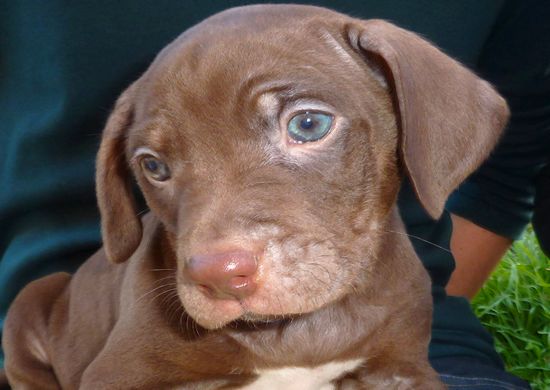 Who can resist Luca, a lovable, healthy & happy puppy Who can resist Luca, a lovable, healthy & happy puppy