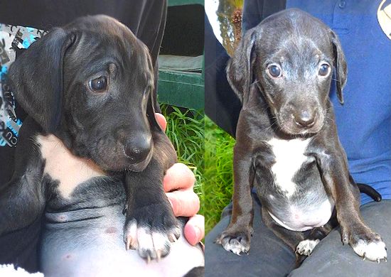 Meet Lynette & Minette found abandoned & left to die