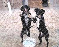 AD visits the Animal Welfare Department in Marsa