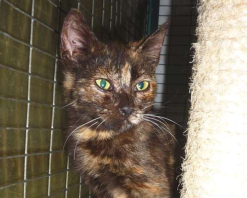 Fleet, abandoned at the Gozo SPCA, needs a loving home