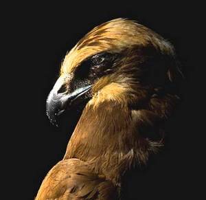 Birdlife encourages people to report illegal hunting