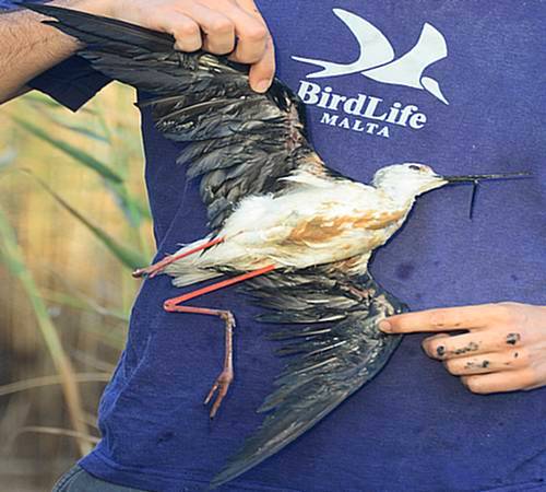 Breeding birds easy prey for rabbit hunters – BLM Breeding birds easy prey for rabbit hunters – BLM
