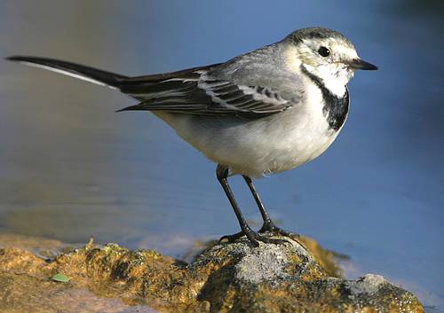 Important Valletta bird roost damaged by heavy pruning