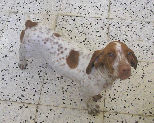 Cammy is at the Gozo SPCA and would love a new home