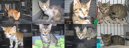 Some of the Gozo SPCA kittens waiting for loving homes