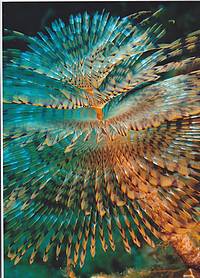 Photographic competition for the marine environment 2010