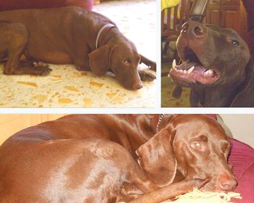 The Gozo SPCA are helping to find Dojo a new home