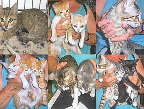 Th Gozo SPCA have lots of kittens waiting for new homes