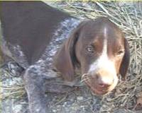 The Gozo SPCA are looking for a loving home for Millie The Gozo SPCA are looking for a loving home for Millie