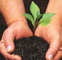Information sessions on tree and plant diseases for farmers