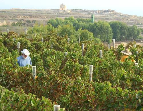Activity to be held at the Tal-Massar Vineyard in Gharb
