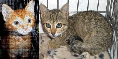 Corby and Kasper are two loving cats in need of a home