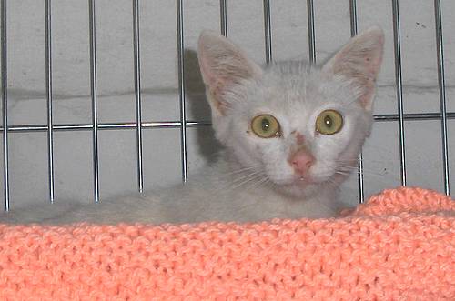 The Gozo SPCA is hoping for a second chance for Snowdrop