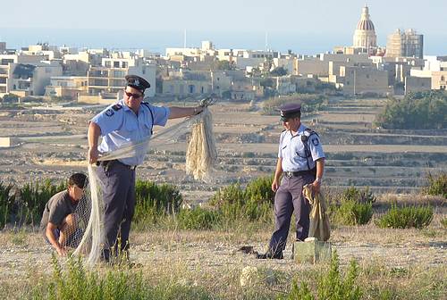 CABS records & reports illegal bird trapping on Gozo & Malta
