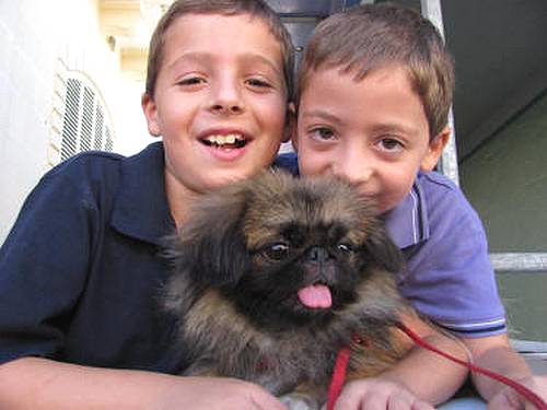 Xewkija village annual Animal Show 2010 held recently Xewkija village annual Animal Show 2010 held recently
