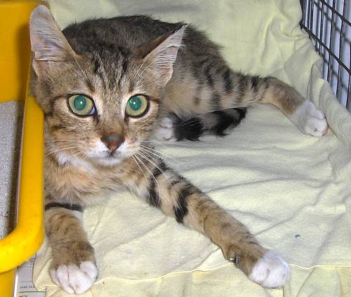 Micky was found outside the Gozo SPCA centre in Victoria