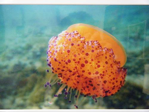 Din l-Art Helwa marine photograhic competition winners