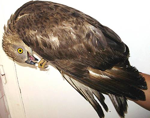 Inundated with shot birds & illegal hunting reports – BLM