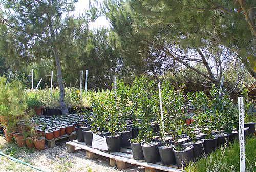 Open weekend at the Elysium Visitor Centre & Nursery