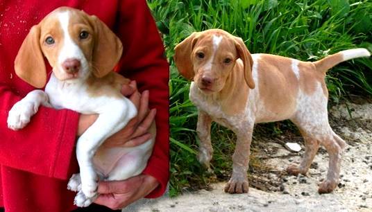 The Gozo SPCA are helping to find homes for Lene and Avril