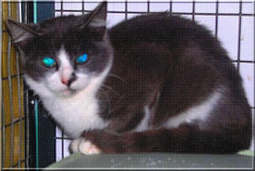 The Gozo SPCA in Victoria is looking for a home for Samson