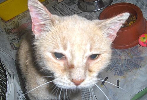 The Gozo SPCA hopes that Gozi will soon find a new home