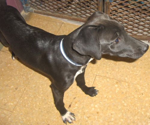 The Gozo SPCA are looking for a loving home for Kim