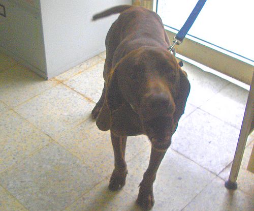 The Gozo SPCA are looking for a loving home for Coco