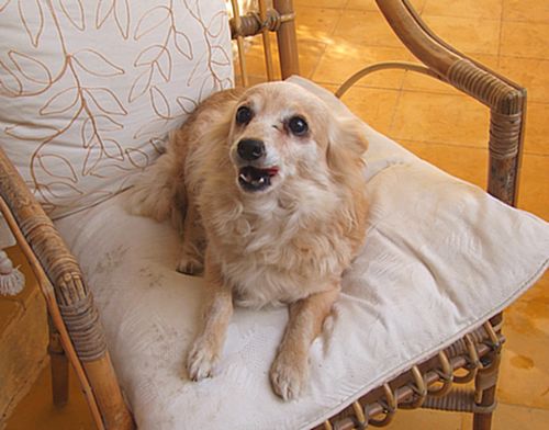 Small dog found on the back road between Xewkija and Qala