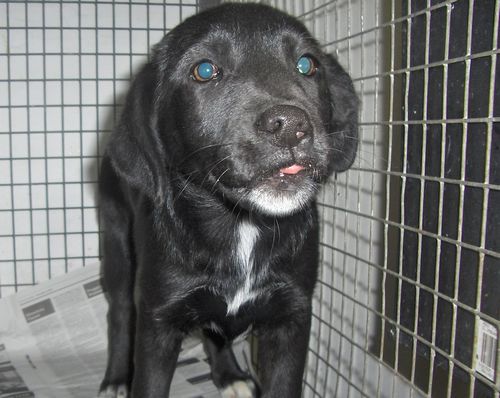 The Gozo SPCA needs a home for Sally and foster carers The Gozo SPCA needs a home for Sally and foster carers