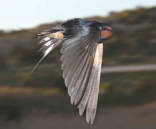 Migration starts with 64 bird species recorded in a week