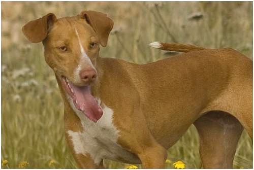 The Gozo SPCA hopes that Calla will find a loving home