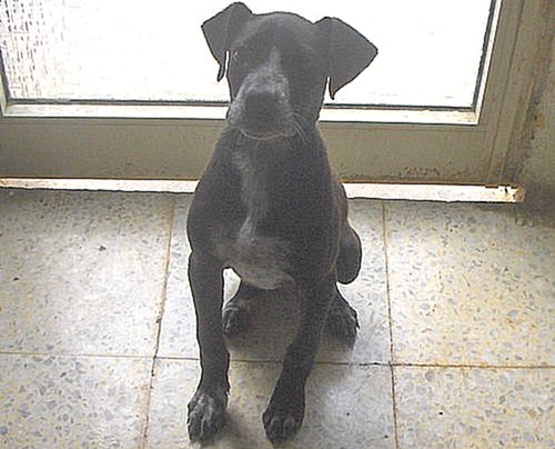 The Gozo SPCA is hoping that Doris will find a loving home