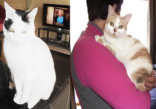 The Gozo SPCA are helping to find homes for Paddy & Bella The Gozo SPCA are helping to find homes for Paddy & Bella