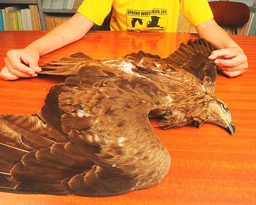 BirdLife calls for the spring hunting season to close