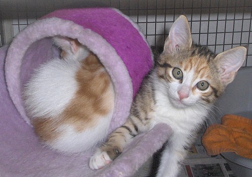 The Gozo SPCA’s latest arrival of kittens awaiting homes The Gozo SPCA’s latest arrival of kittens awaiting homes