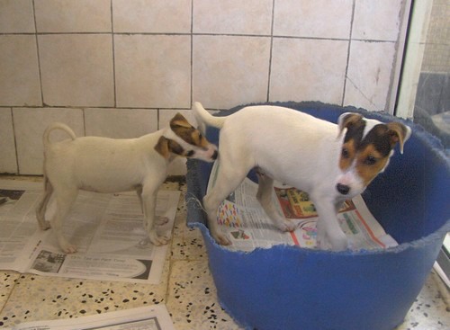 Midge, Elliot and Rufus are all waiting for loving homes Midge, Elliot and Rufus are all waiting for loving homes