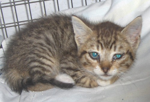 The Gozo SPCA's latest arrivals of kittens awaiting homes