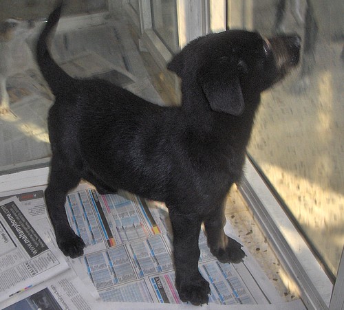 Midge, Elliot and Rufus are waiting for a loving home