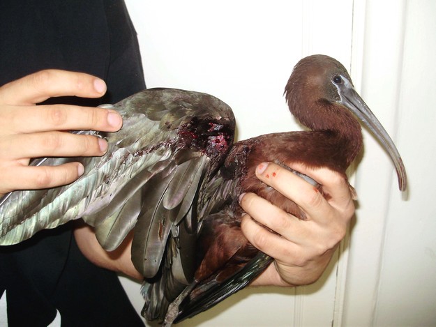 The Glossy Ibis was yesterday recovered from Zurrieq