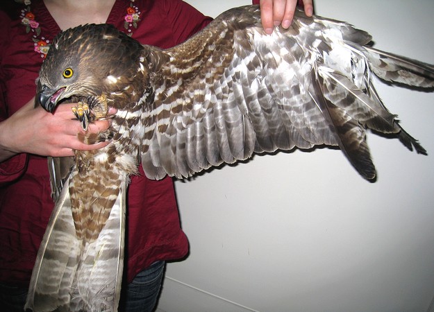 Birdlife & CABS welcome expected ban for illegal hunters