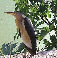 Hunters save & release Little Bitterns in 2 separate incidents